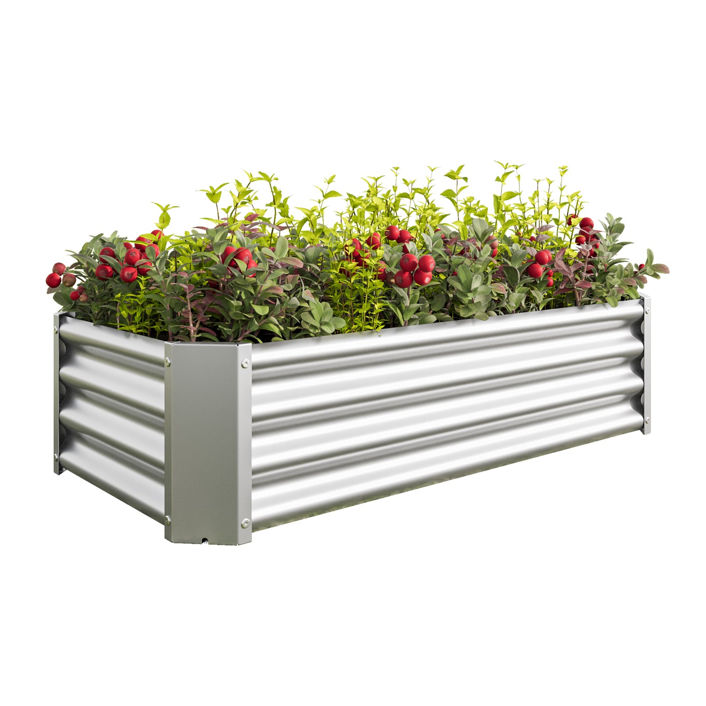 Silver corrugated metal raised garden bed filled with vibrant green plants and red berries
