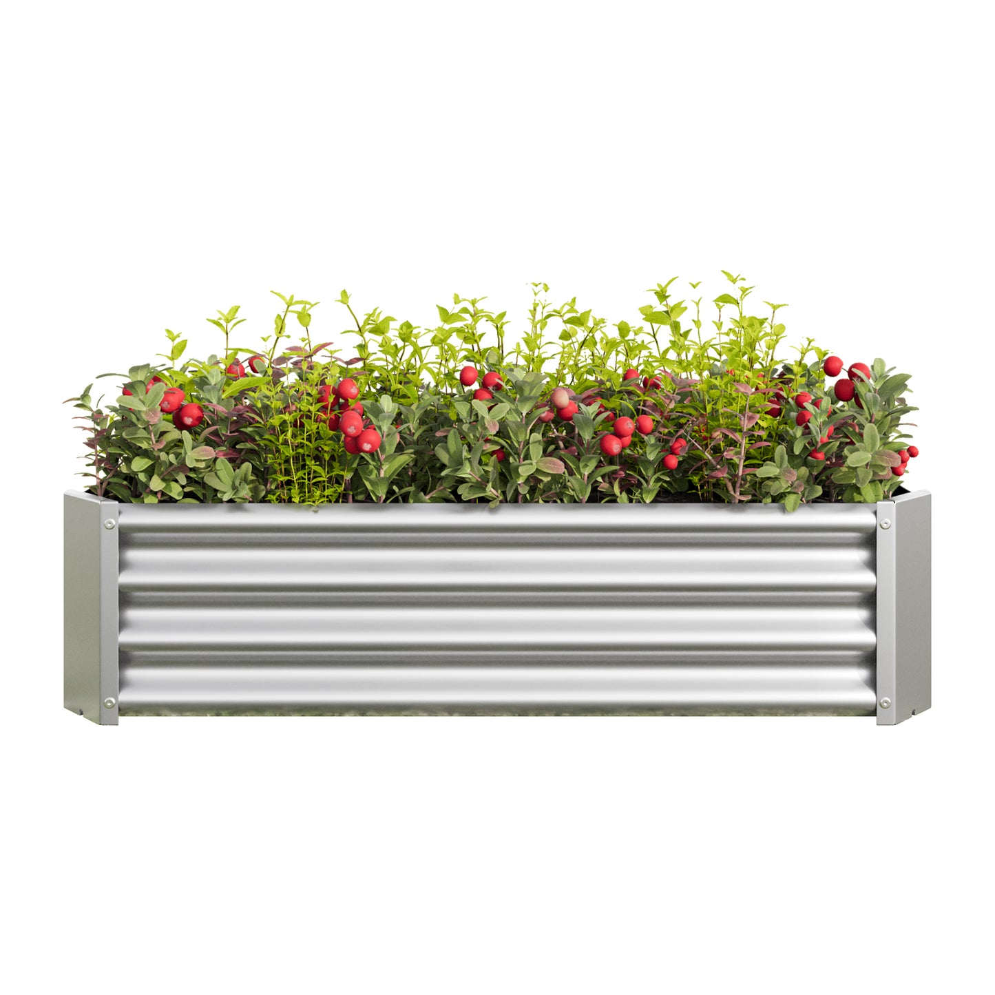 Silver corrugated raised garden bed filled with lush green plants and red berries
