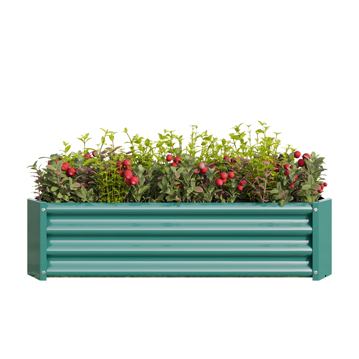 Teal corrugated metal raised garden bed filled with leafy plants and red berries