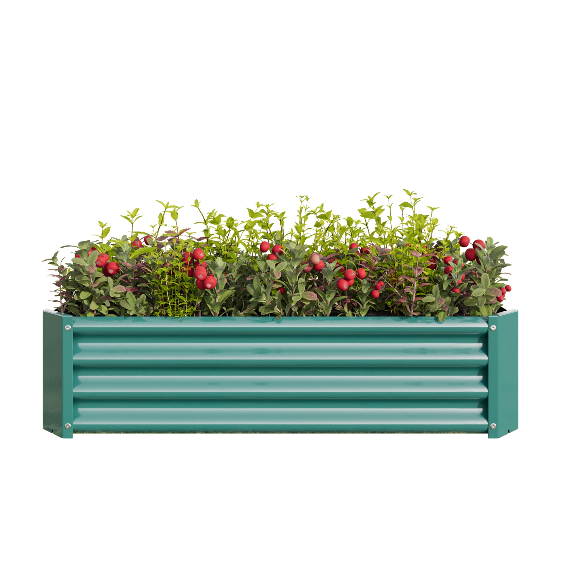 Teal corrugated metal raised garden bed filled with leafy plants and red berries
